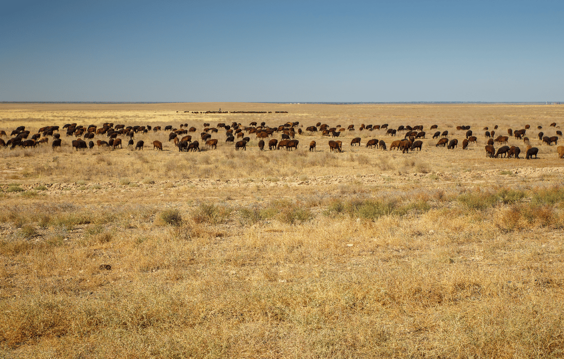 Kazakhstan Countryside